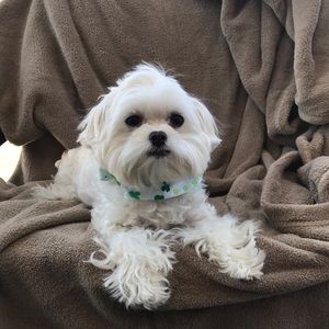 Extra small collar cover St Patrick’s Day